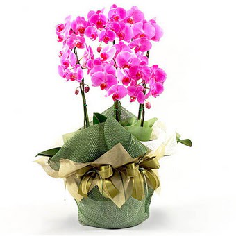  Batkent Ankara nternetten iek siparii  2 dal orkide , 2 kkl orkide - saksi iegidir