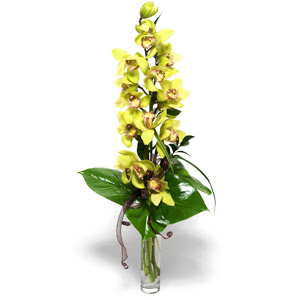  Batkent Ankara nternetten iek siparii  cam vazo ierisinde tek dal canli orkide