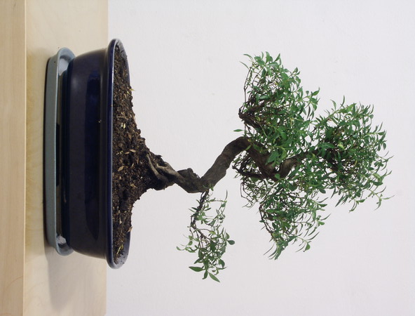 ithal bonsai saksi iegi  Batkent Ankara iek siparii vermek 
