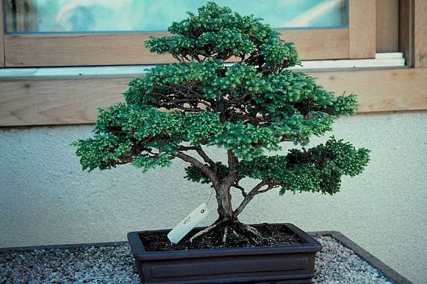 ithal bonsai saksi iegi  Batkent Ankara 14 ubat sevgililer gn iek 