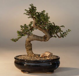 ithal bonsai saksi iegi  Batkent Ankara 14 ubat sevgililer gn iek 