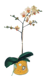  Batkent Ankara online iek gnderme sipari  Phalaenopsis Orkide ithal kalite