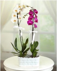 1 dal beyaz 1 dal mor yerli orkide saksda  Batkent Ankara iek servisi , ieki adresleri 