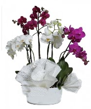 4 dal mor orkide 2 dal beyaz orkide  Batkent Ankara anneler gn iek yolla 