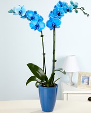 Esiz bir hediye 2 dall mavi orkide  Batkent Ankara cicekciler , cicek siparisi 