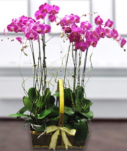 4 dall mor orkide  Batkent Ankara gvenli kaliteli hzl iek 