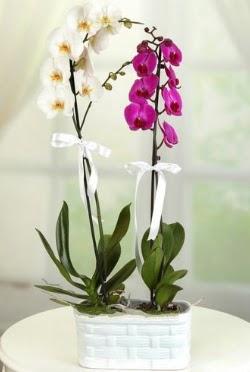 1 mor 1 dal beyaz thal orkide sepet ierisinde  Batkent Ankara iek maazas , ieki adresleri 