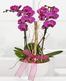 2 dall nmor orkide  Batkent Ankara anneler gn iek yolla 