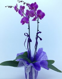 2 dall mor orkide  Batkent Ankara kaliteli taze ve ucuz iekler 