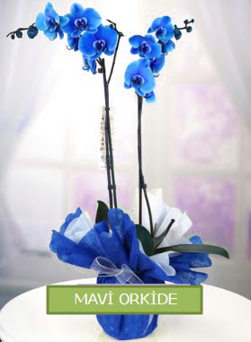 2 dall mavi orkide  Batkent Ankara iekiler 