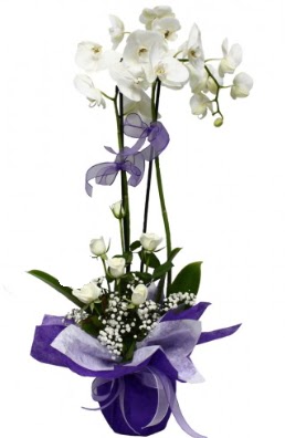2 dall beyaz orkide 5 adet beyaz gl  Batkent Ankara ieki maazas 