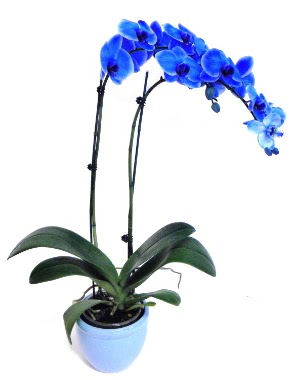 Seramikli 2 dall sper esiz mavi orkide  Batkent Ankara iek servisi , ieki adresleri 