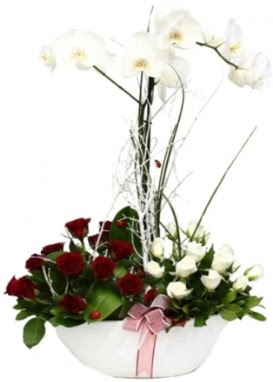 Tek dal beyaz orkide 8 beyaz 8 krmz gl  Batkent Ankara iek sat 
