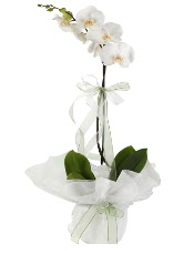 1 dal beyaz orkide iei  Batkent Ankara iek siparii vermek 
