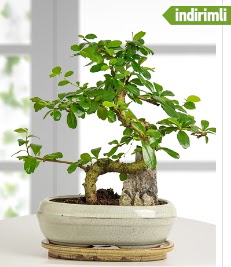 S eklinde ithal gerek bonsai japon aac  Batkent Ankara internetten iek sat 