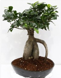 5 yanda japon aac bonsai bitkisi  Batkent Ankara internetten iek sat 