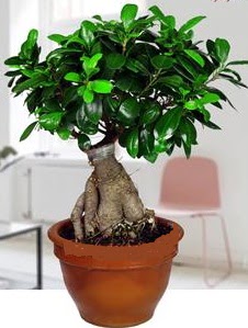 5 yanda japon aac bonsai bitkisi  Batkent Ankara online iek gnderme sipari 