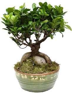 Japon aac bonsai saks bitkisi  Batkent Ankara nternetten iek siparii 