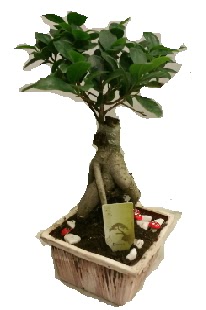Japon aac bonsai seramik saks  Batkent Ankara iek maazas , ieki adresleri 