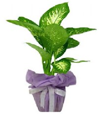 80 cm Byk boy Tropik saks bitkisi  Batkent Ankara anneler gn iek yolla 