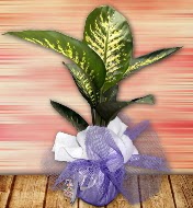 Orta boy Tropik saks bitkisi orta boy 65 cm  Batkent Ankara iek servisi , ieki adresleri 
