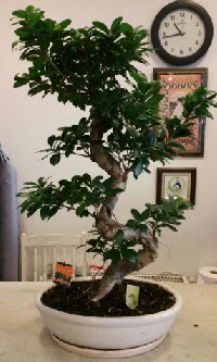 100 cm yksekliinde dev bonsai japon aac  Batkent Ankara nternetten iek siparii 