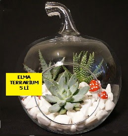 5 kaktsl Elma terrarium orta boy  Batkent Ankara online iek gnderme sipari 