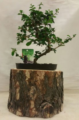 Doal ktk iinde bonsai japon aac  Batkent Ankara nternetten iek siparii 