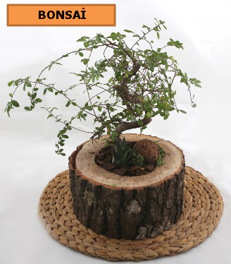 Doal aa ktk ierisinde bonsai bitkisi  Batkent Ankara iek gnderme sitemiz gvenlidir 
