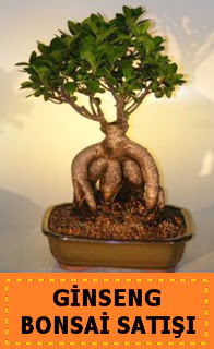Ginseng bonsai sat japon aac  Batkent Ankara cicek , cicekci 
