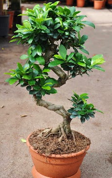 Orta boy bonsai saks bitkisi  Batkent Ankara internetten iek siparii 