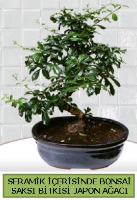 Seramik vazoda bonsai japon aac bitkisi  Batkent Ankara iek siparii sitesi 