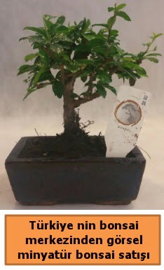 Japon aac bonsai sat ithal grsel  Batkent Ankara iek yolla 