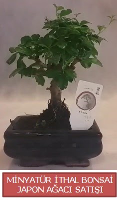 Kk grsel bonsai japon aac bitkisi  Batkent Ankara iek , ieki , iekilik 