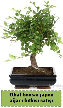 thal bonsai saks iei Japon aac sat  Batkent Ankara nternetten iek siparii 
