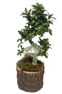Doal ktkte bonsai saks bitkisi  Batkent Ankara nternetten iek siparii 