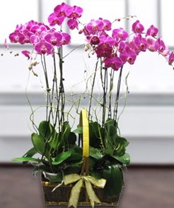 7 dall mor lila orkide  Batkent Ankara iek gnderme sitemiz gvenlidir 