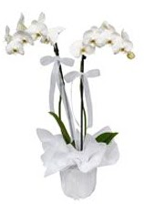 2 dall beyaz orkide  Batkent Ankara gvenli kaliteli hzl iek 
