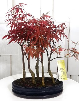 5 adet japon akaaa bonsai iei  Batkent Ankara iek sat 