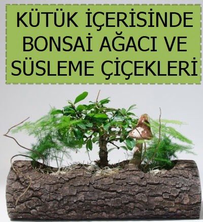 Ktk ierisinde bonsai japon aa bitkisi  Batkent Ankara iek sat 