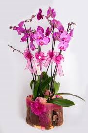 4 dall ktk ierisibde mor orkide  Batkent Ankara iek sat 