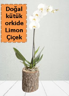 Doal ktkte tek dall beyaz orkide  Batkent Ankara ieki telefonlar 
