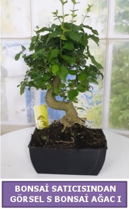 S dal erilii bonsai japon aac  Batkent Ankara iek sat 