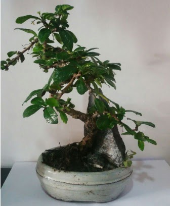 S eklinde ithal bonsai aac  Batkent Ankara iek yolla 