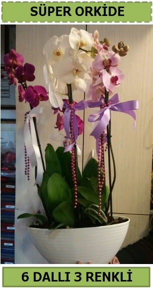 6 dall 3 renk zel vazoda orkide iei  Batkent Ankara iek sat 