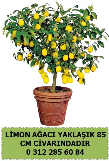 Limon aac bitkisi  Batkent Ankara iek sat 