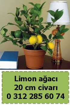 Limon aac bitkisi  Batkent Ankara ieki telefonlar 
