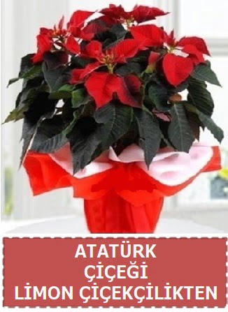 Atatrk iei saks bitkisi  Batkent Ankara iek sat 