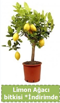 Limon aac bitkisi Ev iin limon bitkisi  Batkent Ankara iek , ieki , iekilik 