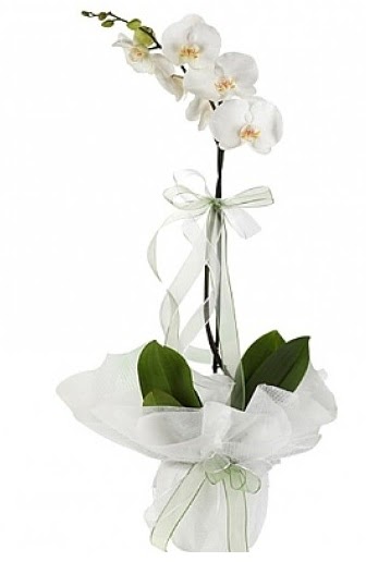 Tekli Beyaz Orkide  Batkent Ankara hediye iek yolla 